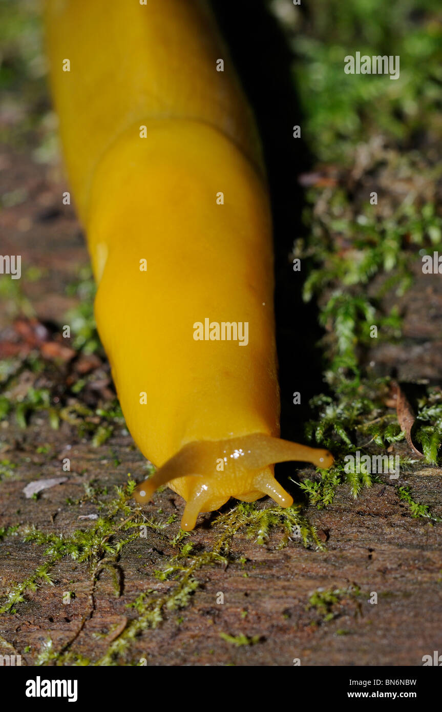 Slug in wild hires stock photography and images Alamy