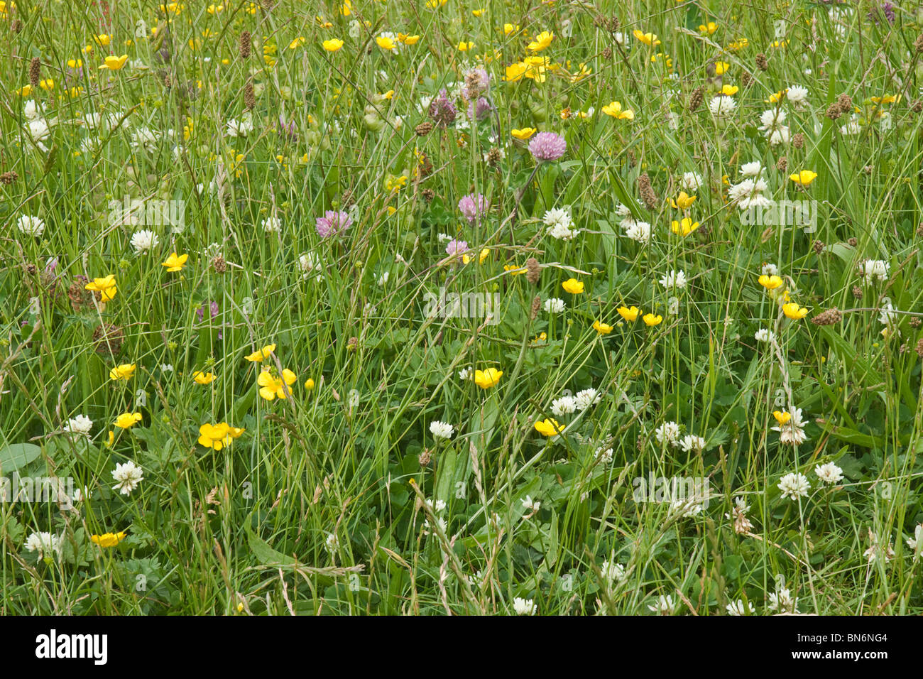 Wild flowers growing in a traditional hay meadow in Swaledale. Stock Photo