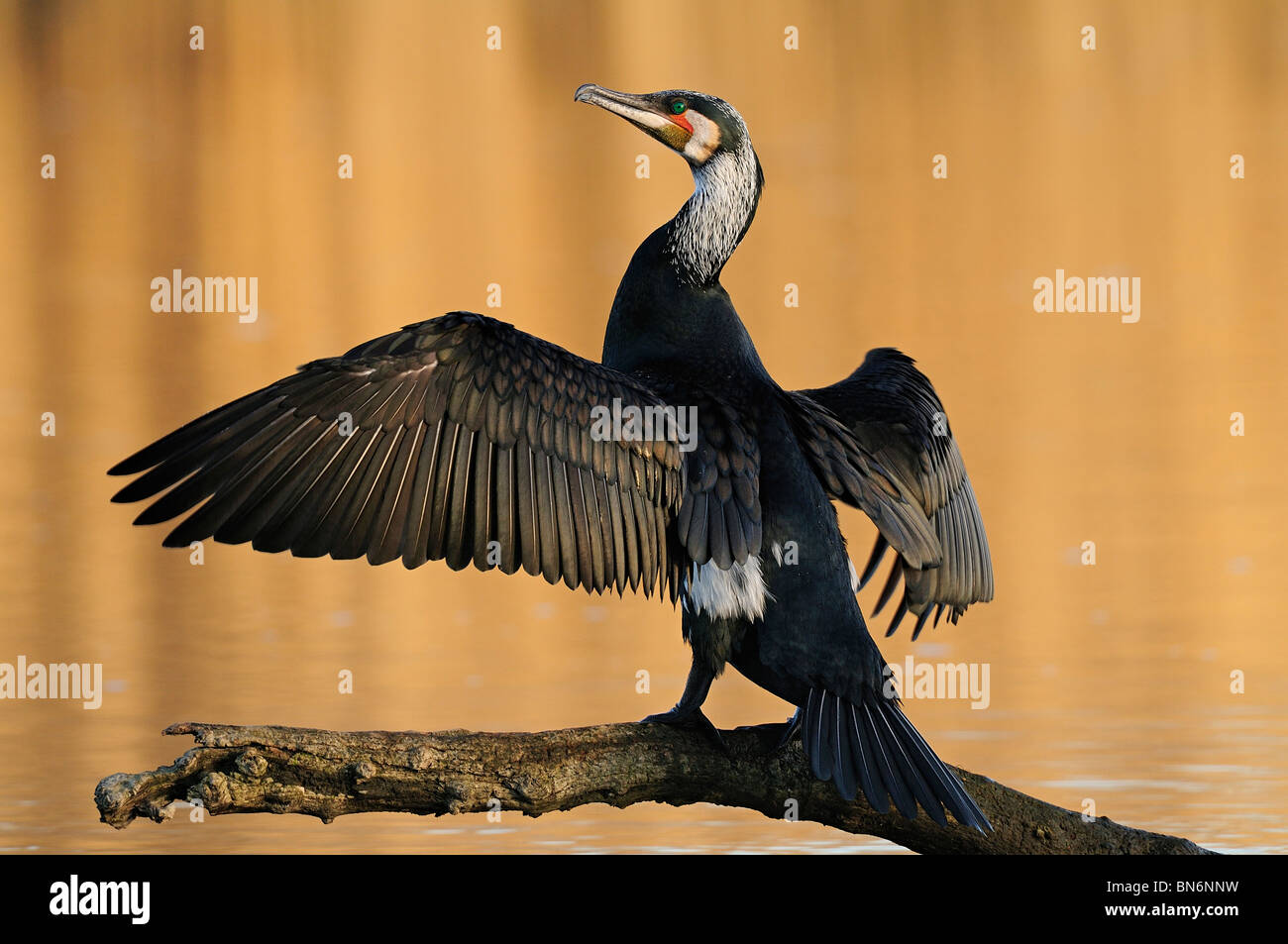 The great cormorant (phalacrocorax carbo sinensis) dries his pens after the fishing to the dawn Stock Photo