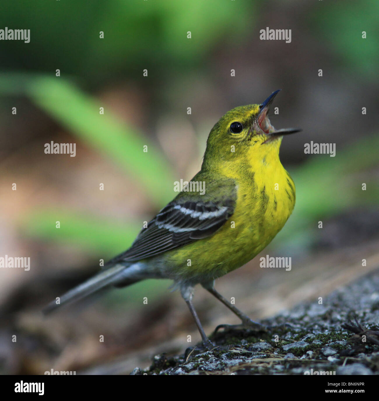 pine warbler singing Stock Photo