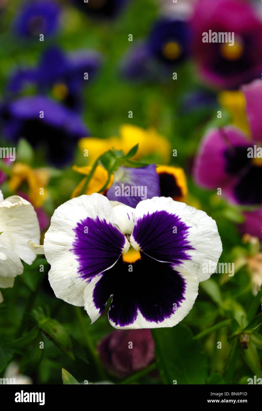 Colorful pansies. Stock Photo