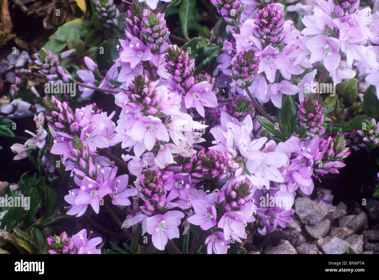 Veronica prostrata 'Mrs. Holt' purple pink flower flowers garden plant plants Stock Photo