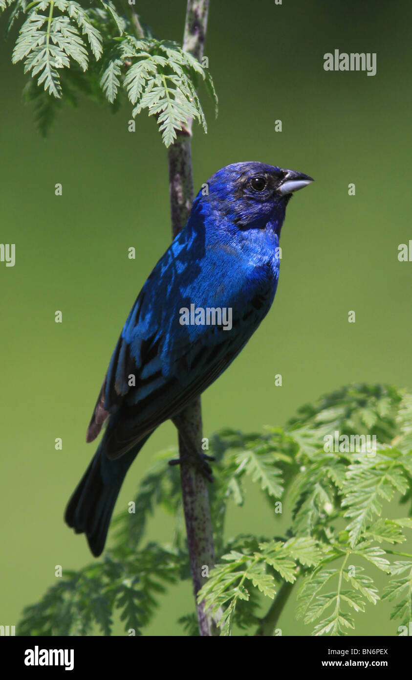 Indigo bunting male singing ohio colorful song bird color songbird ...