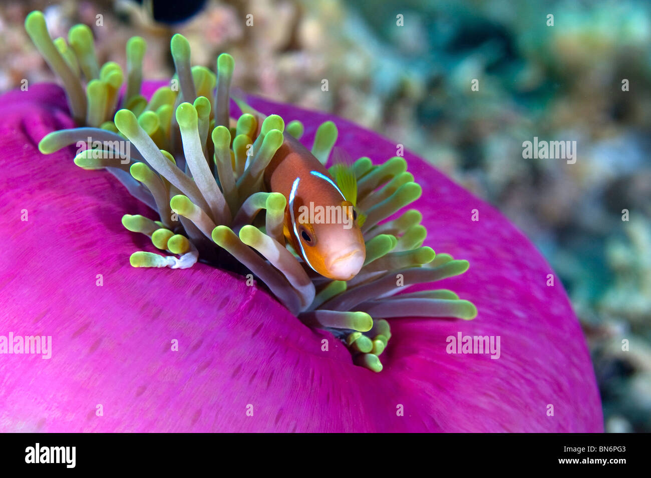 Maldives anemonefish or clown fish in purple and green anemone swimming through the tentacles looking at the camera. Stock Photo
