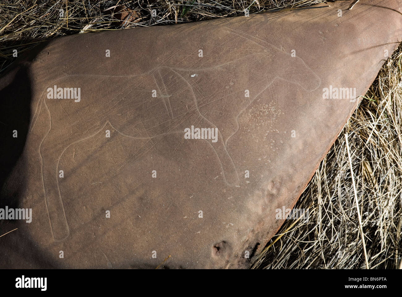Detail of Rock etching by the San People, Magaliesberg, Gauteng, South Africa Stock Photo Alamy