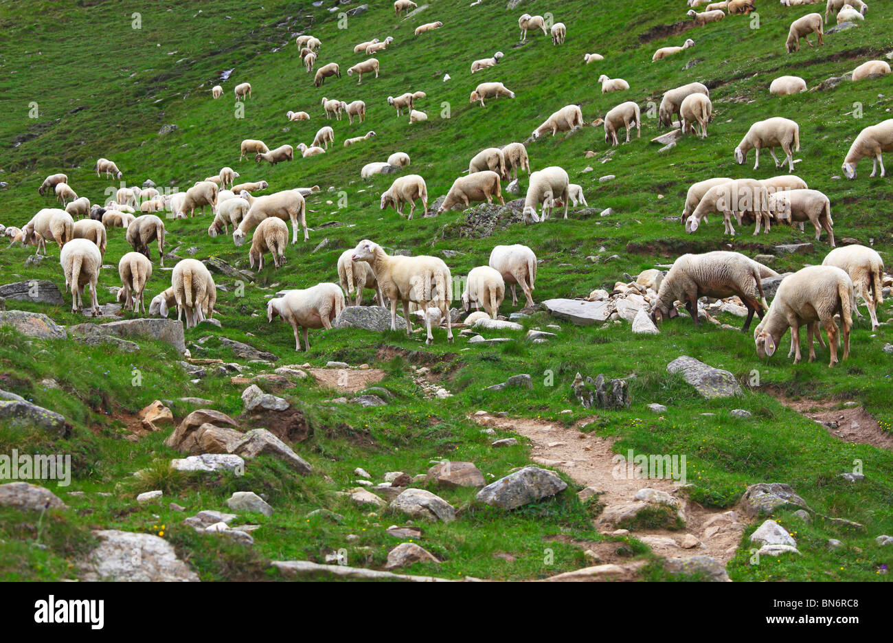 big group of sheep on italian alps Stock Photo - Alamy