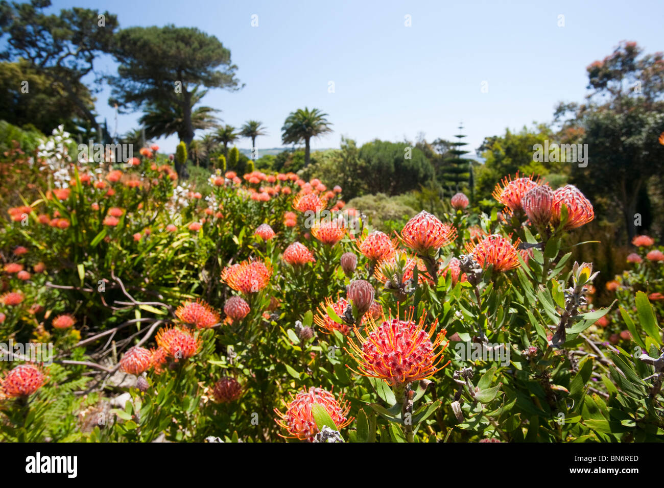 Abbey garden, tresco protea hires stock photography and images Alamy