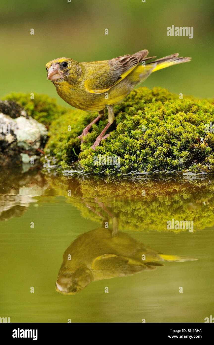 Greenfinch (Carduelis chloris) reflected in the water Stock Photo