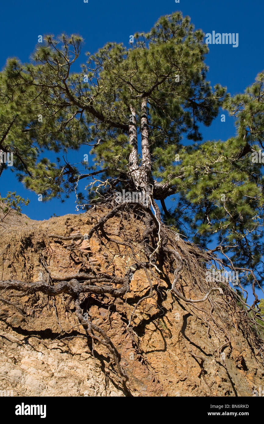 Spain Canary islands La Palma, Cumbrecita mirador, tree with roots ...