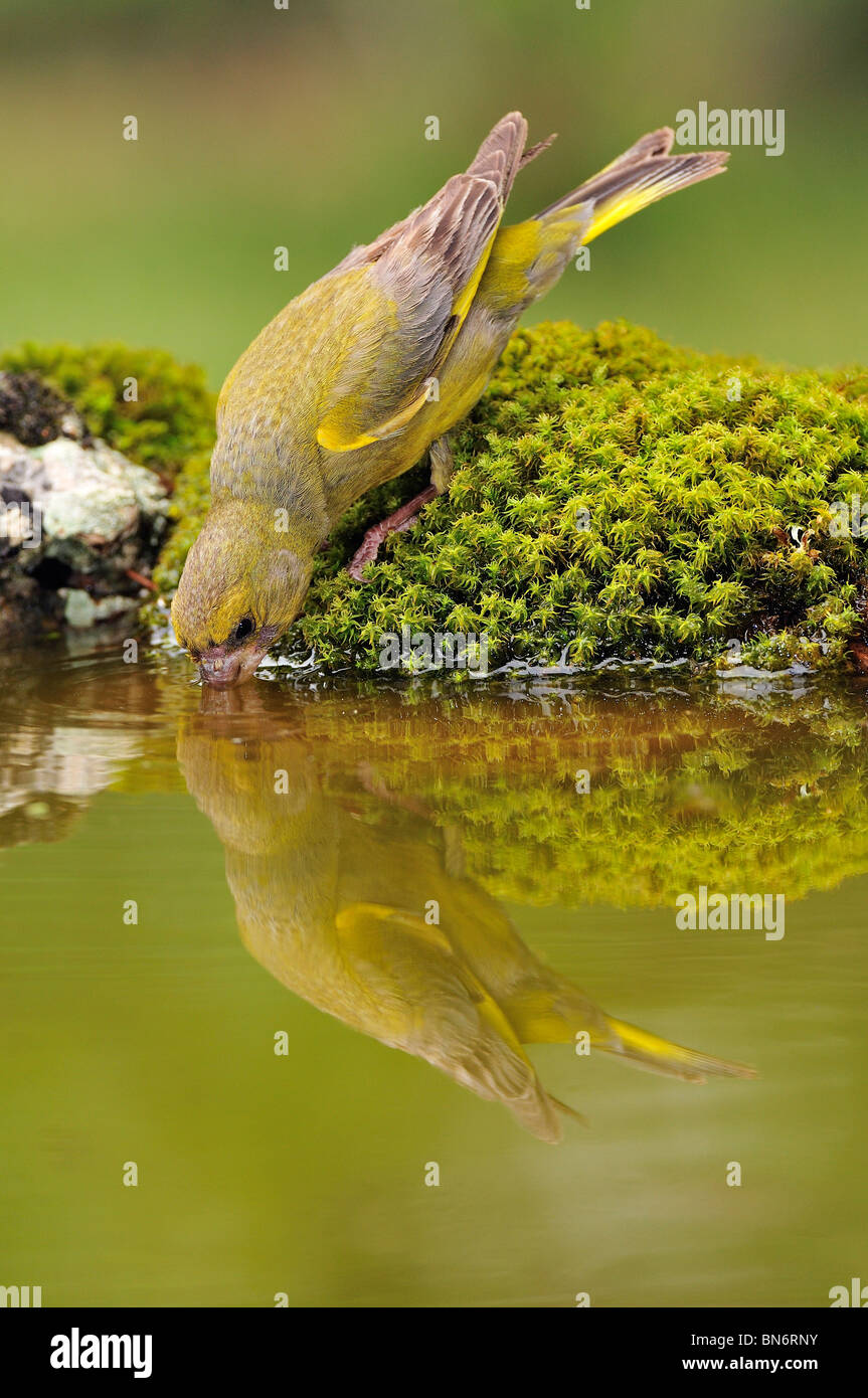 Greenfinch (Carduelis chloris) reflected in the water Stock Photo