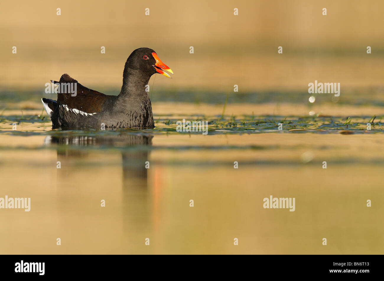 Common Moorhen (Gallinula chloropus) between the algae of the river. Stock Photo