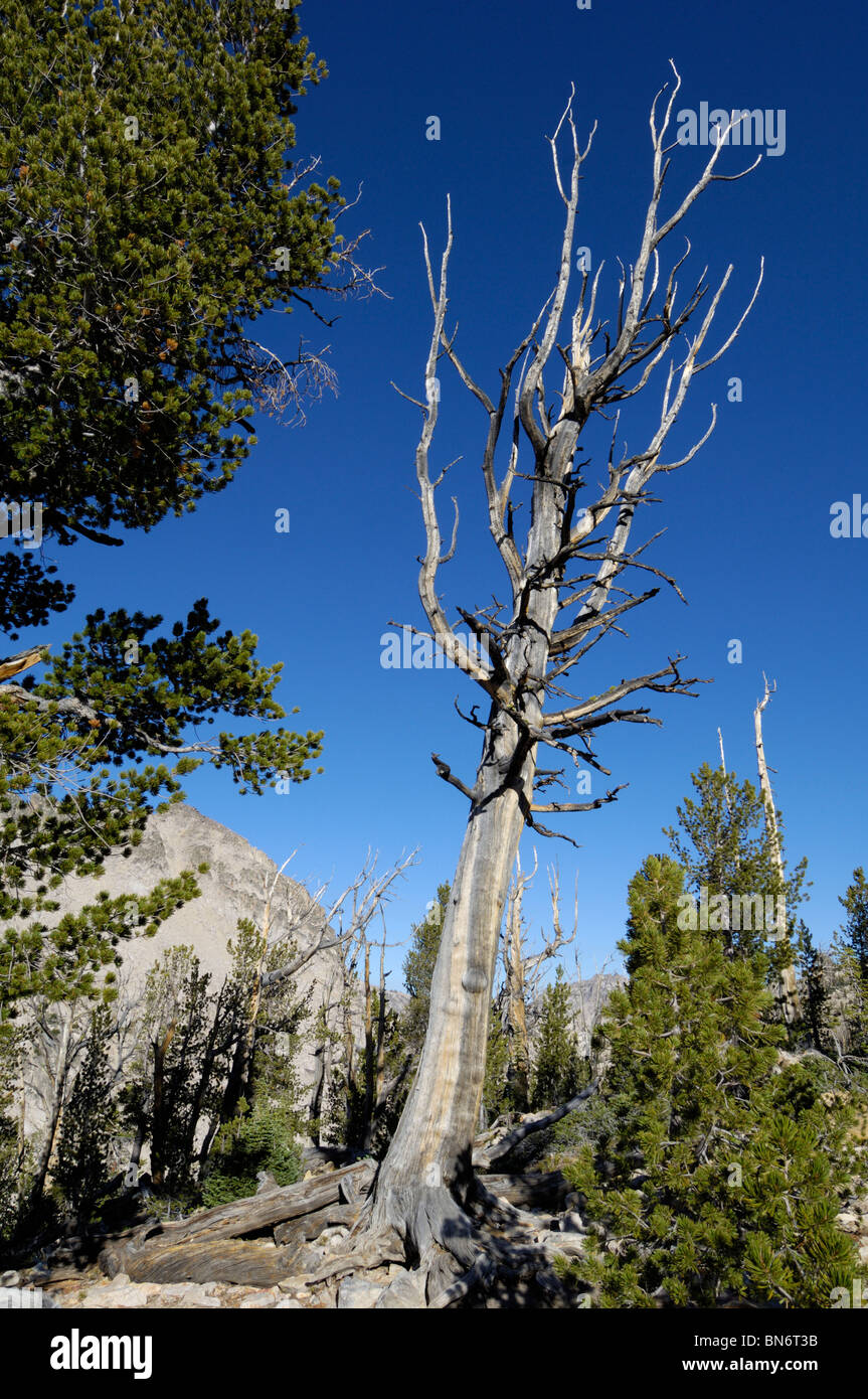 Dead tree, Sawtooth Mountains, Sawtooth Wilderness / Sawtooth National