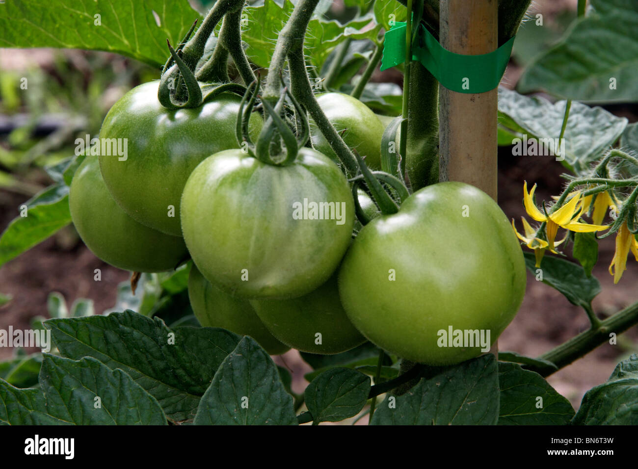 Green tomatoes growing on the vine hi-res stock photography and images ...