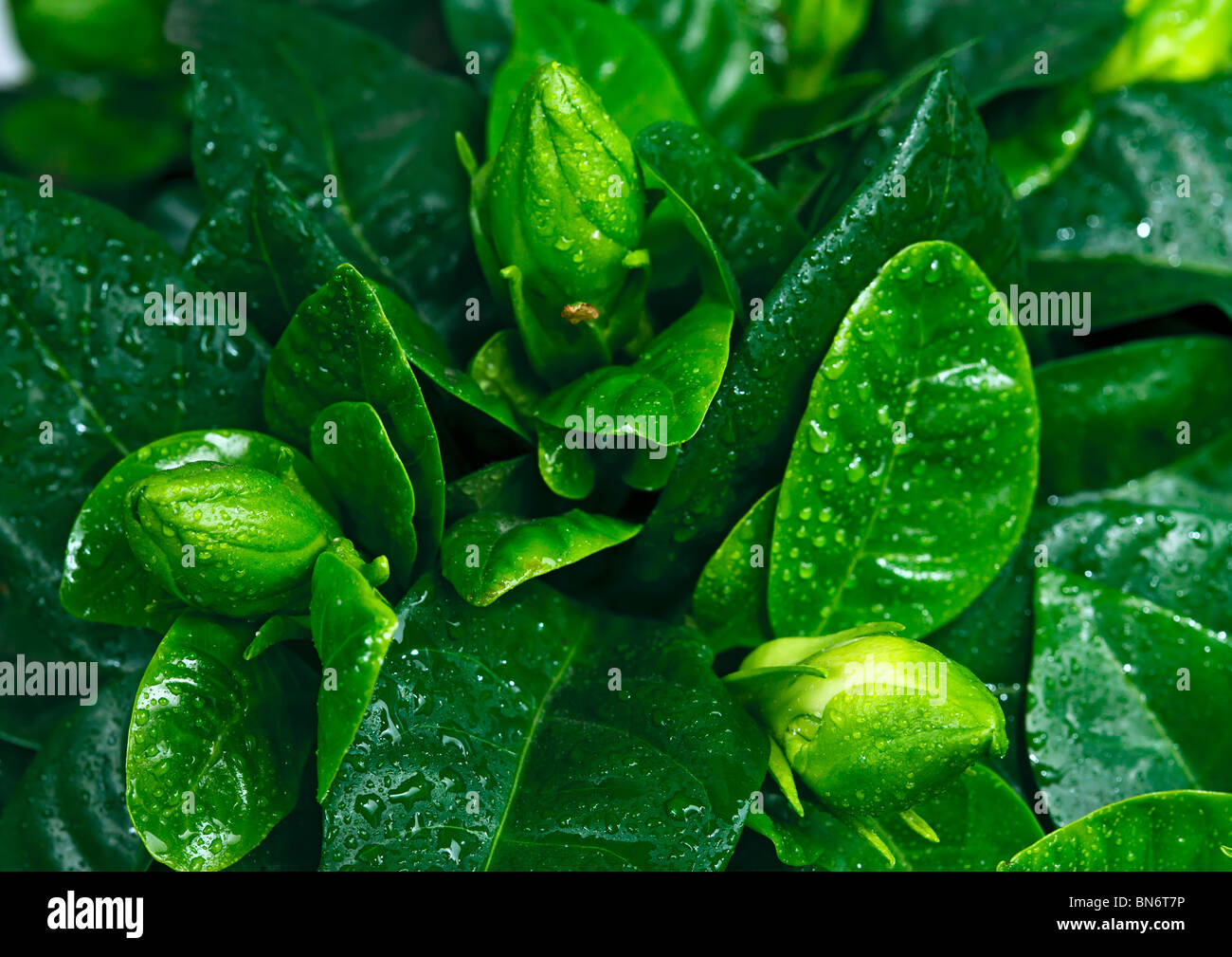 Buds of gardenia flower with raindrops Stock Photo Alamy