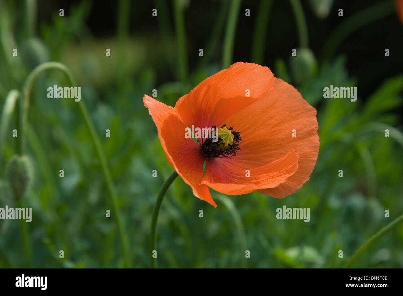 Single wild poppy flower Stock Photo