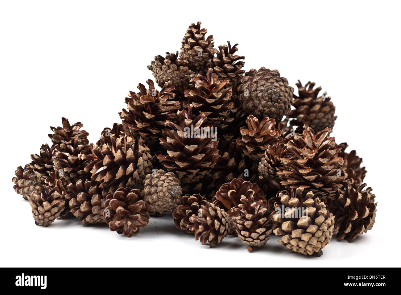 Pile of pine open cones Stock Photo
