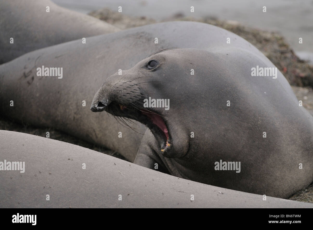 Stock photo of northern elephant seal displaying agressive behavior. Stock Photo