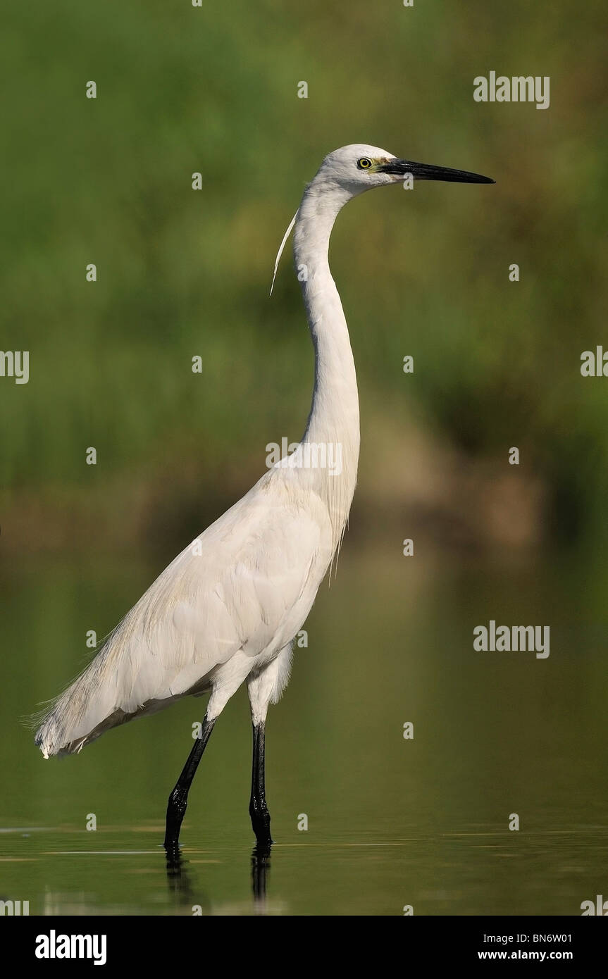 Little Egret (Egretta garzetta) in the river Stock Photo