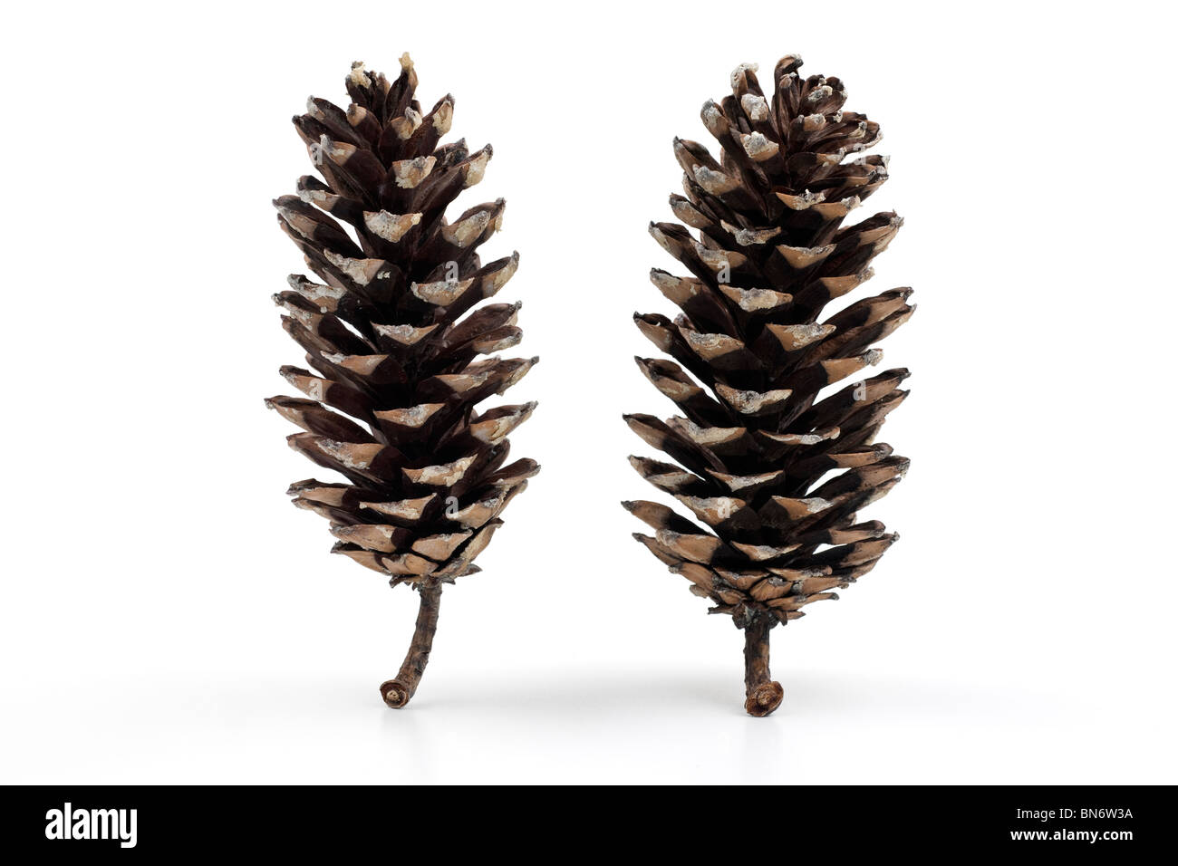 Two upright open pine cones Stock Photo