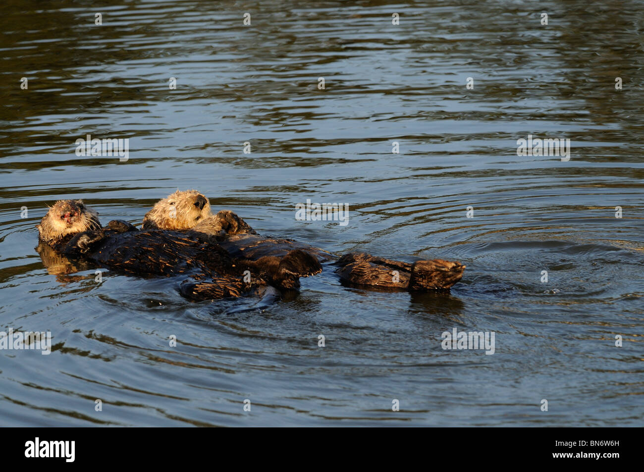 Stock photo of a California sea otter floating in the water on his back. Stock Photo