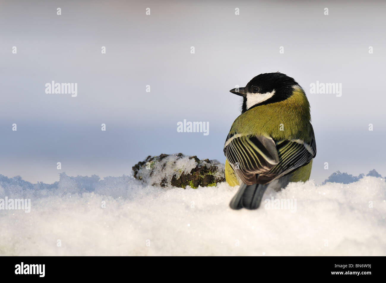 Great Tit (Parus major) after the snowfall close to a pineapple in the soil Stock Photo