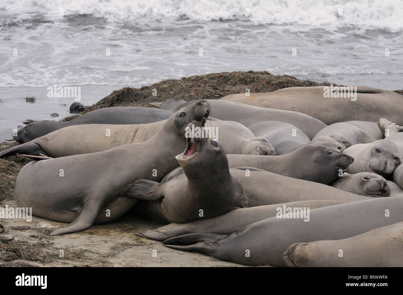 Stock photo of northern elephant seal displaying agressive behavior. Stock Photo