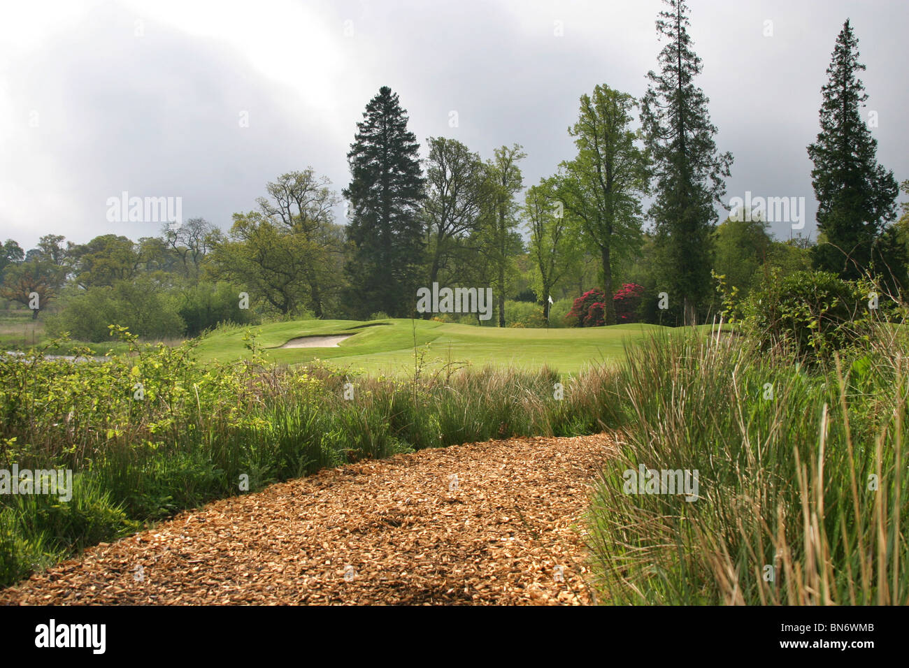 Loch Lomond Golf Course, Glasgow, Scotland. Hole 17 foliage with trees and bushes in the background. Stock Photo