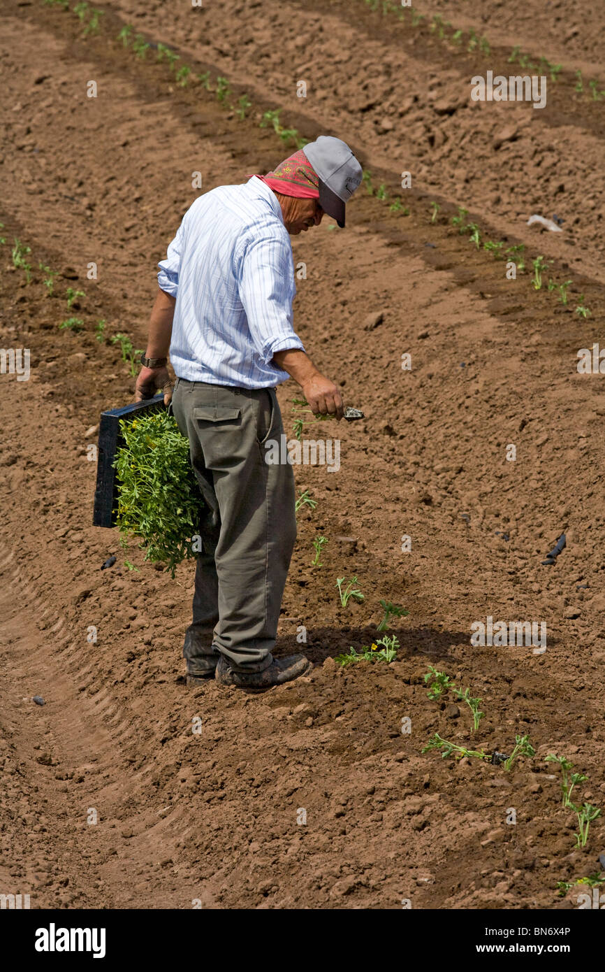 Farm worker in the Imperial Valley of Southern California plants watermelon seedlings in the rich prepared soil. Stock Photo