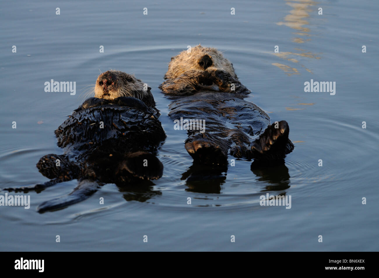 Stock photo of a breeding pair of California sea otters floating in the water on their backs. Stock Photo