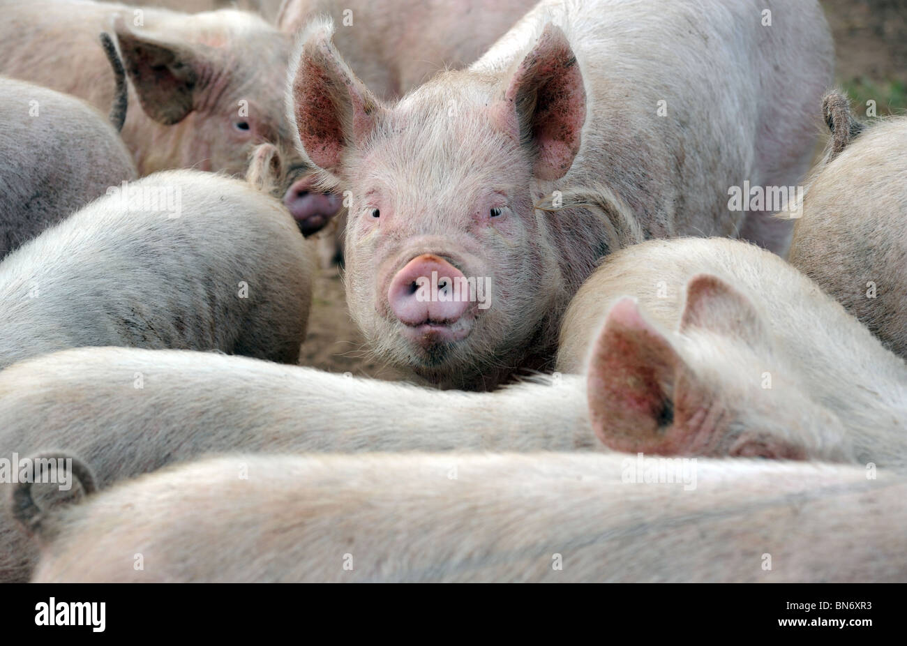 YOUNG PIGS AND PIGLETS AT A BRITISH FARM RE FARMING INCOMES FOOD PRICES SUPERMARKETS ANIMAL WELFARE PRODUCTION COSTS MEAT UK Stock Photo