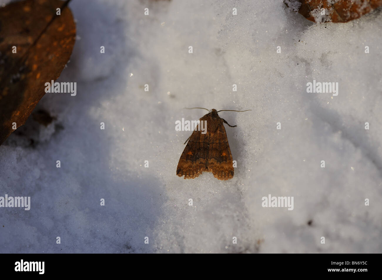 The Satellite moth (Eupsilia transversa rufosatellitia) in the snow (disturbed when wintering between dead leafs on the ground) Stock Photo