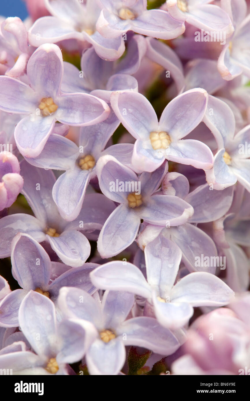 Lilac; Syringa sp; in flower; Stock Photo