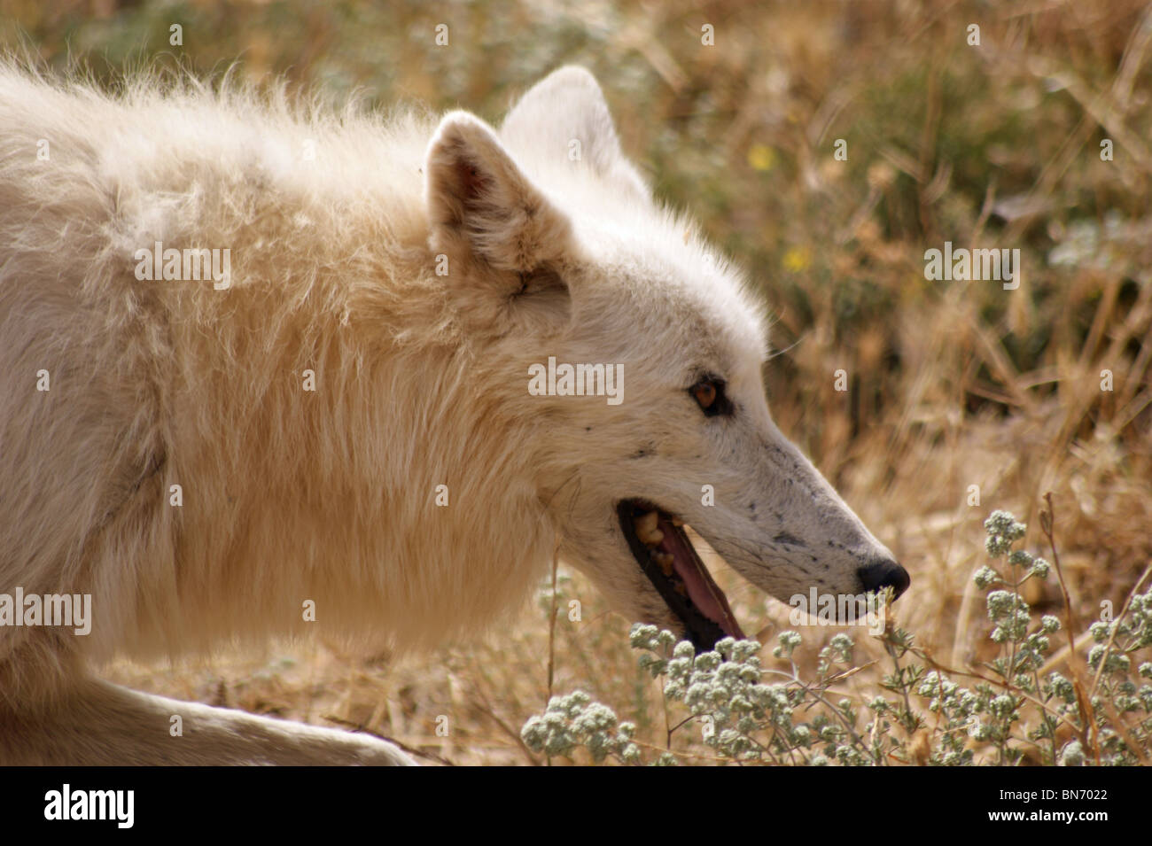 ALASKAN WILD WHITE WOLF AT THE WOLF PARK ANTEQUERA ANDALUCIA SPAIN EUROPE Stock Photo