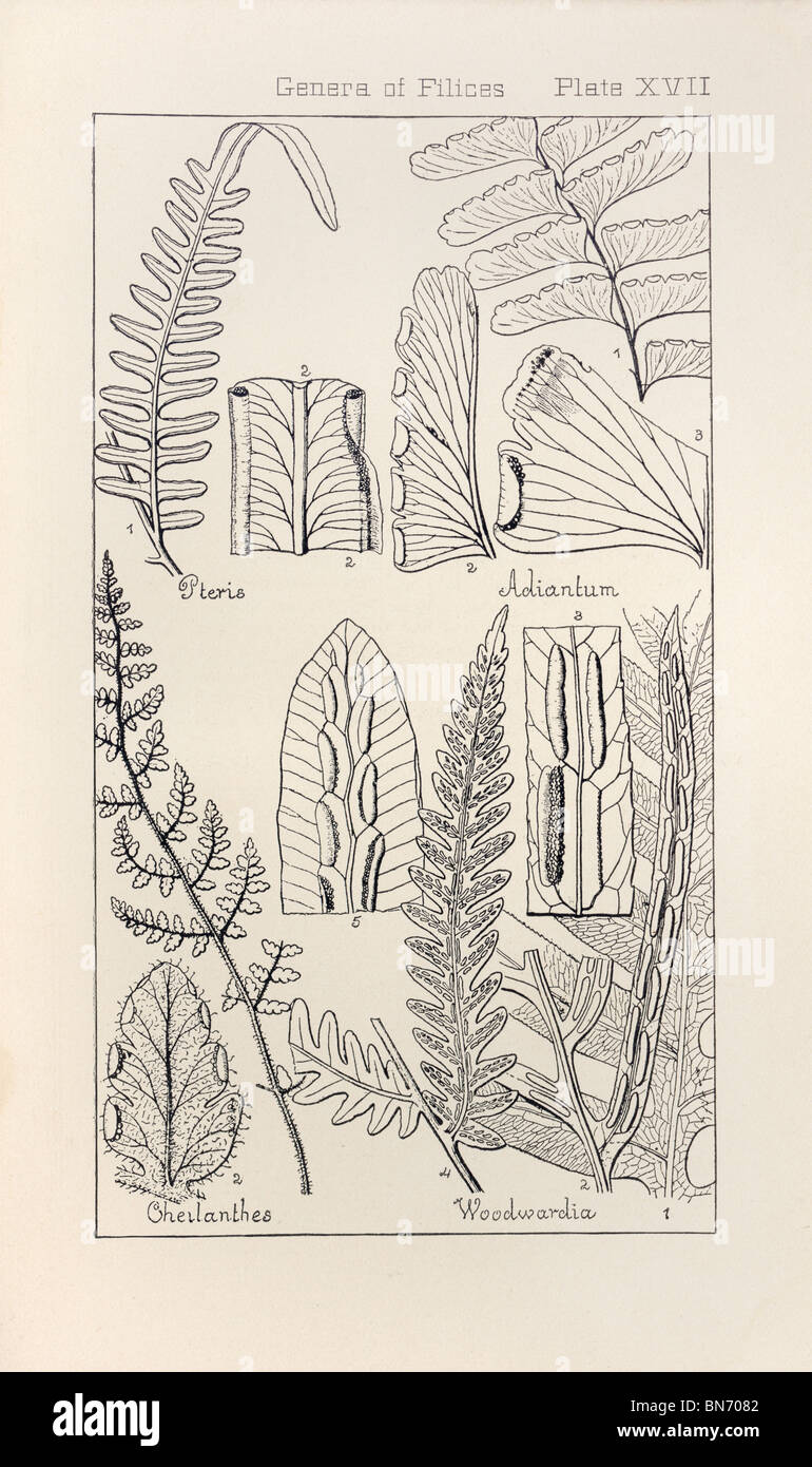 Botanical print from Manual of Botany of the Northern United States, Asa Gray, 1889. Plate XVII, Genera of Filices. Stock Photo