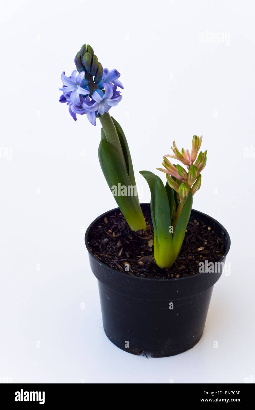 plant pot Hyacinth Stock Photo Alamy