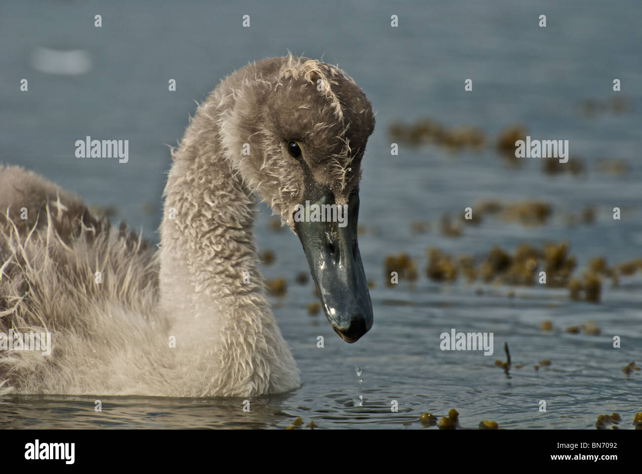 ugly duckling hires stock photography and images Alamy