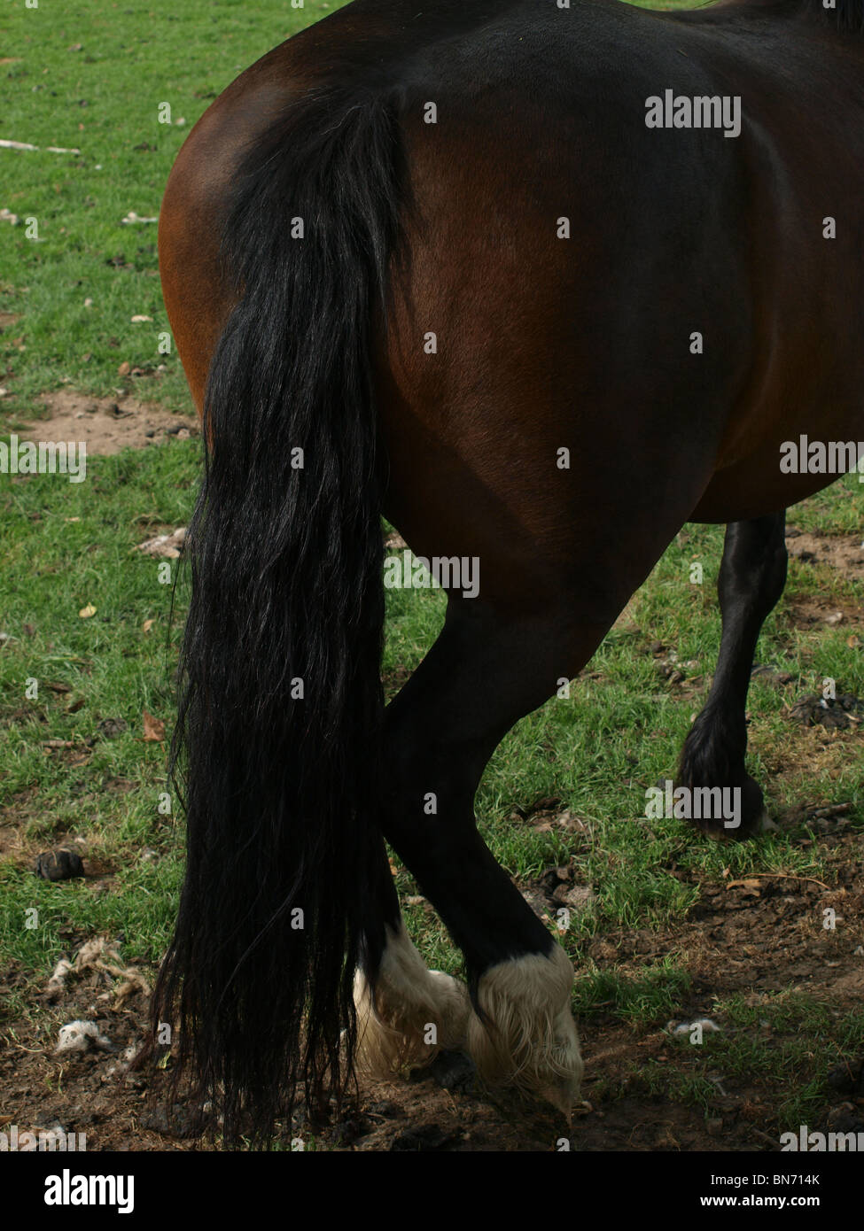 Horse power,strength,muscle,motorised Stock Photo