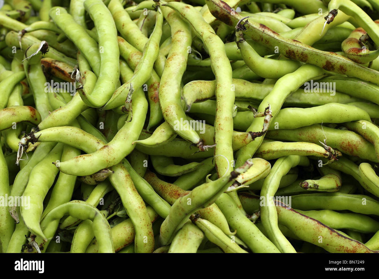 Lima bean plant hires stock photography and images Alamy