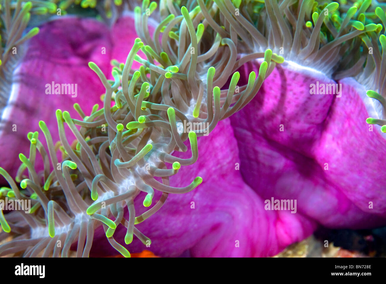 Purple, yellow and green anemone in clear water on a tropical reef in southeast Asia. Stock Photo