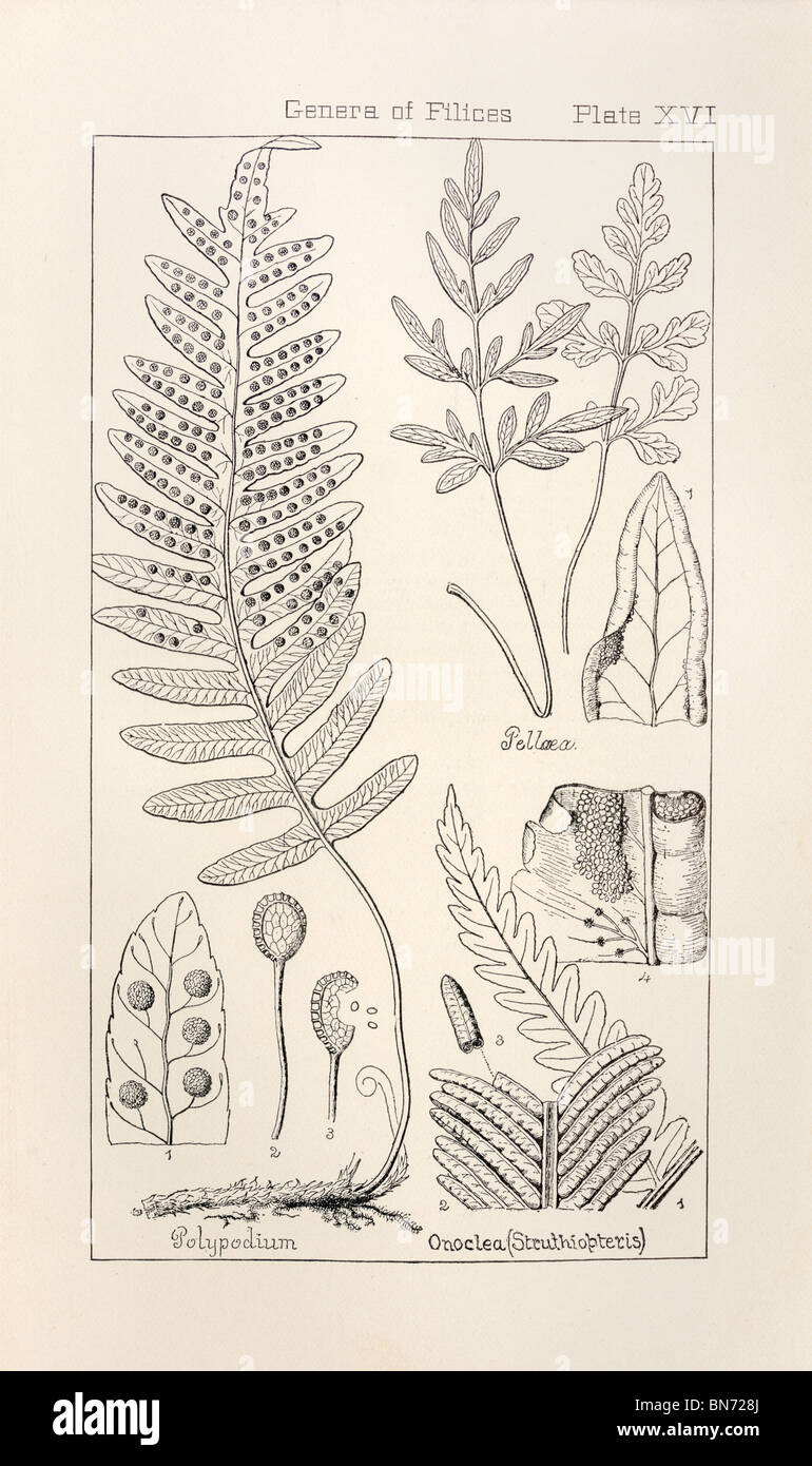 Botanical print from Manual of Botany of the Northern United States, Asa Gray, 1889. Plate XVI, Genera of Filices. Stock Photo