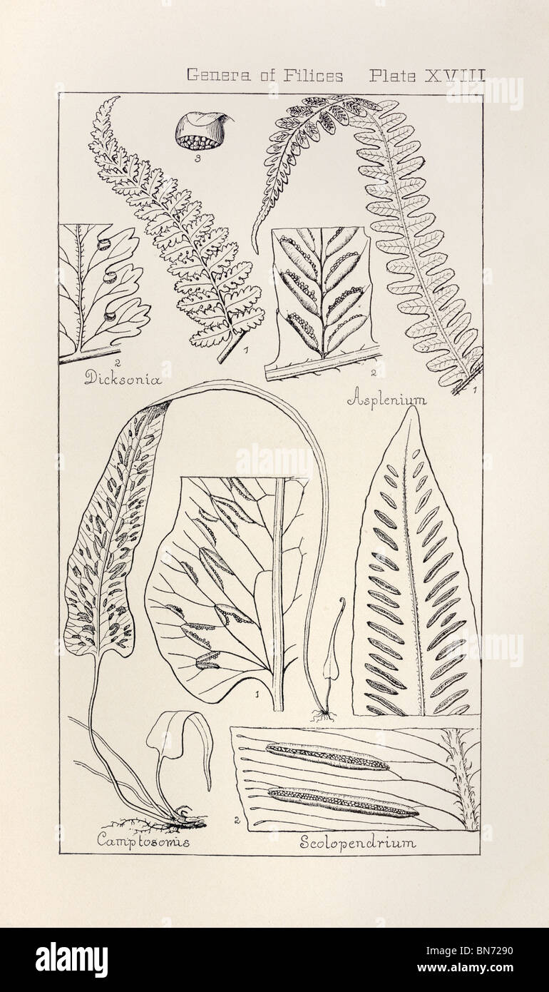 Botanical print from Manual of Botany of the Northern United States, Asa Gray, 1889. Plate XVIII, Genera of Filices. Stock Photo