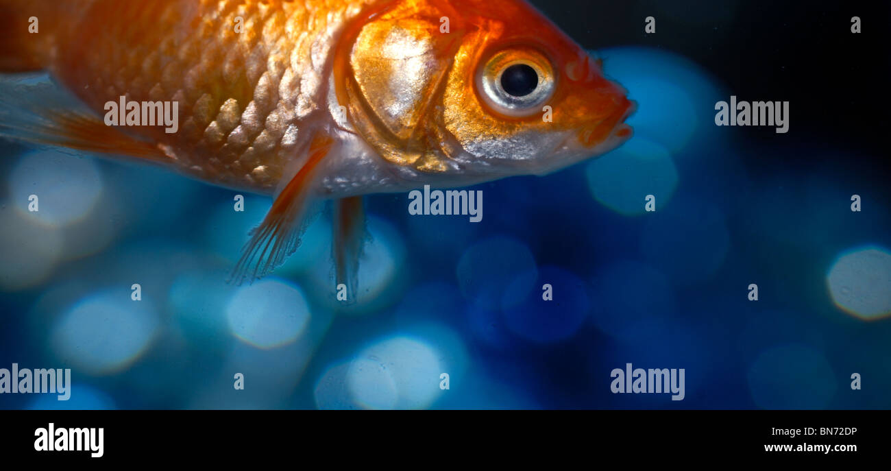 A macro of a goldfish with a sparkling background. Stock Photo