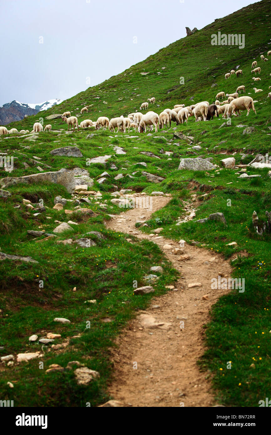 Sheep on path hi-res stock photography and images - Alamy