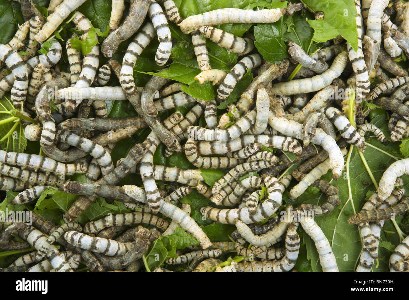 silkworms eating mulberry leaf closeup nature silk worms Stock Photo