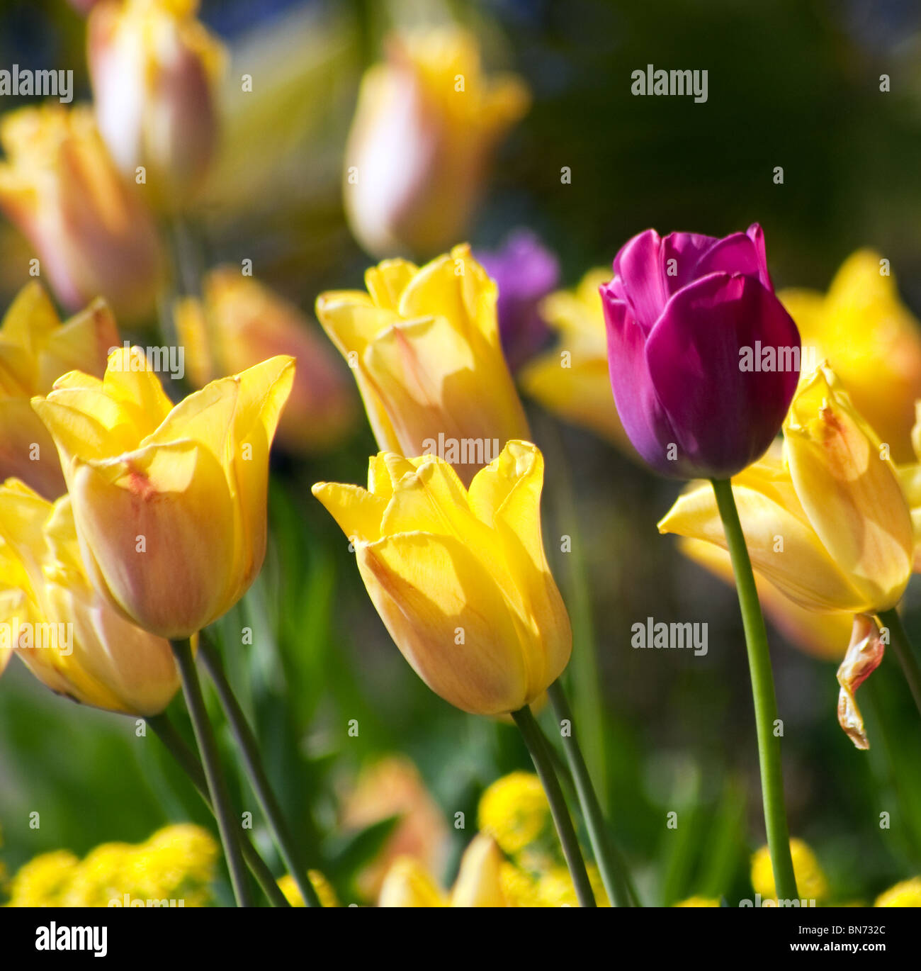Tulips in the Sun Stock Photo
