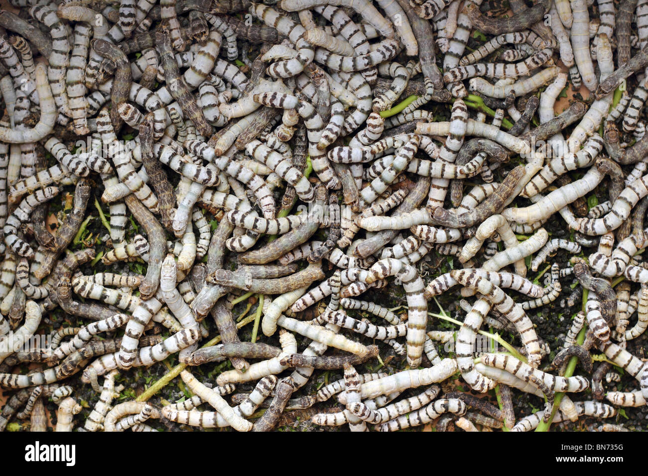 many silkworms texture eating mulberry leaves pattern Stock Photo