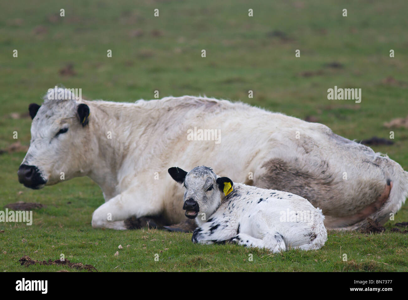 Young British White calf with its mother lying down in Sussex field. UK