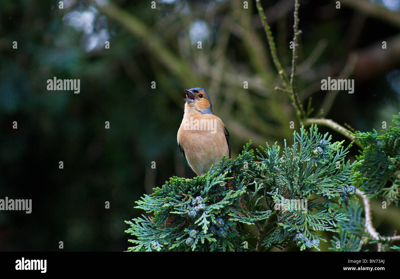 A single male Chaffinch (Fringilla coelebs) singing on the branches of a Conifer tree. Stock Photo