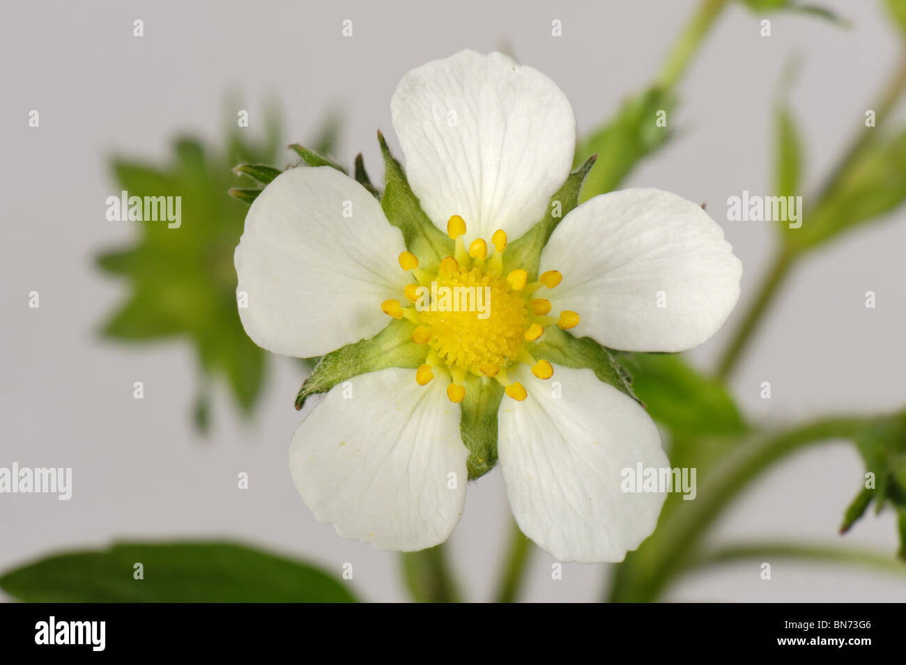 Wild strawberry (Fragaria vesca) flower showing petals, calyx and leaves on a white background Stock Photo