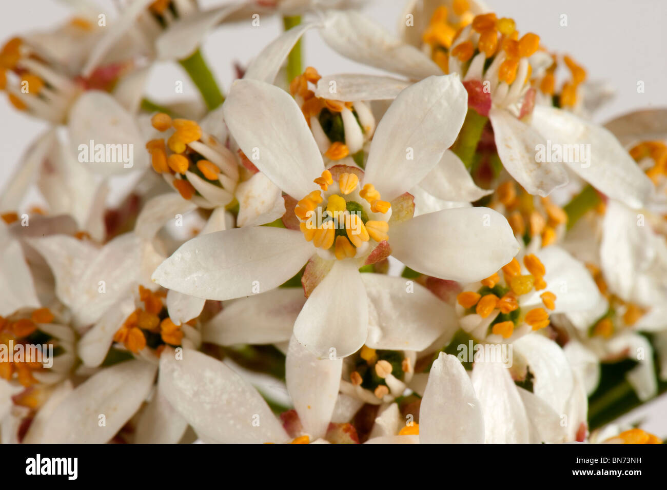 Mexican orange blossom (Choisya ternata) flowers Stock Photo Alamy